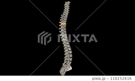 Thoracic Vertebral, T4 Thoracic Vertebral, T4 110252616
