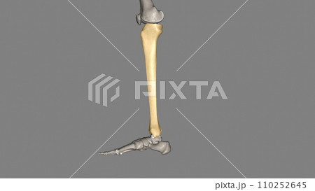 The tibia is the shinbone, the larger of the two bones in the lower leg The tibia is the shinbone, the larger of the two bones in the lower leg 110252645
