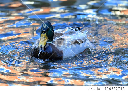 鴨の水浴び イメージ 鴨の水浴び イメージ 110252715
