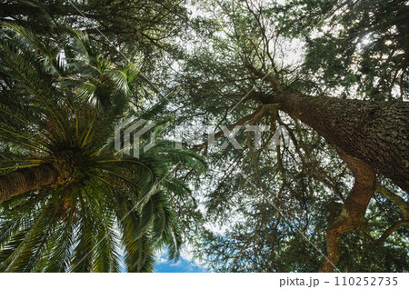 Palm tree and pin background, looking up from the ground, selective focus 110252735