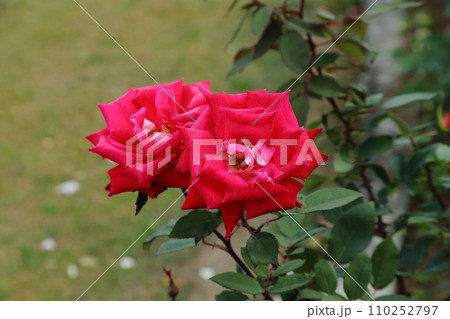 荒尾市 おもやい市民花壇 バラの花、 荒尾市 おもやい市民花壇 バラの花、 110252797