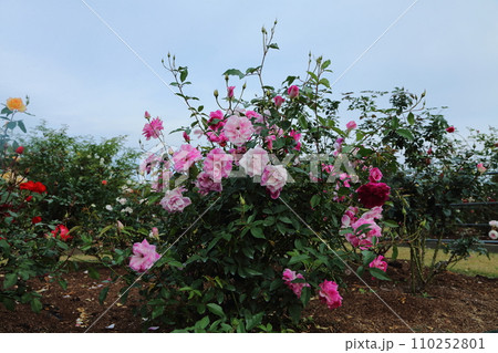 荒尾市 おもやい市民花壇 バラの花、 荒尾市 おもやい市民花壇 バラの花、 110252801