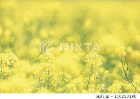 春のイメージ｜菜の花畑 110253180