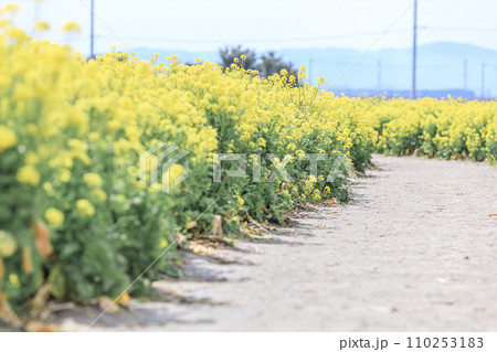 菜の花畑と畦道 菜の花畑と畦道 110253183