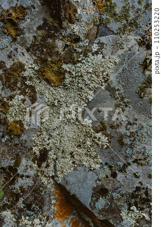 Rough texture of organic stone. Natural rock background with colored lichen Backdrop with stone texture with lichen 110253220