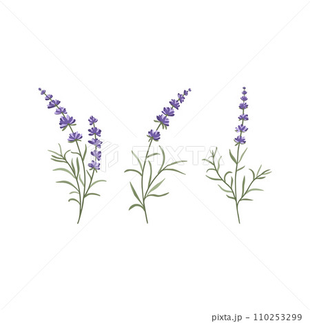 A set of flowering lavender twigs for your design on a white background vector illustration 110253299