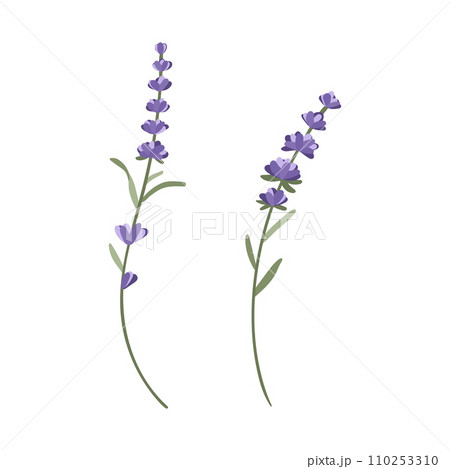 A set of flowering lavender twigs for your design on a white background vector illustration 110253310