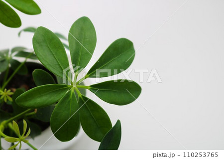 癒しの観葉植物 カポック 背景 癒しの観葉植物 カポック 背景 110253765