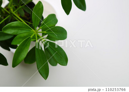 癒しの観葉植物 カポック 背景 癒しの観葉植物 カポック 背景 110253766