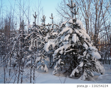 Pine forest in winter during the day in severe frost, Karelia. Snow on the coniferous branches. Frosty sunny weather anticyclone. Scots pine Pinus sylvestris is a plant pine Pinus of Pine Pinaceae 110254224