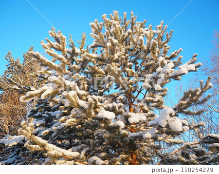Pine forest in winter during the day in severe frost, Karelia. Snow on the coniferous branches. Frosty sunny weather anticyclone. Scots pine Pinus sylvestris is a plant pine Pinus of Pine Pinaceae Pine forest in winter during the day in severe frost, Karelia. Snow on the coniferous branches. Frosty sunny weather anticyclone. Scots pine Pinus sylvestris is a plant pine Pinus of Pine Pinaceae 110254229