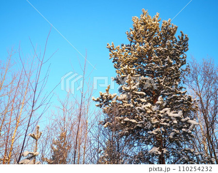 Pine forest in winter during the day in severe frost, Karelia. Snow on the coniferous branches. Frosty sunny weather anticyclone. Scots pine Pinus sylvestris is a plant pine Pinus of Pine Pinaceae Pine forest in winter during the day in severe frost, Karelia. Snow on the coniferous branches. Frosty sunny weather anticyclone. Scots pine Pinus sylvestris is a plant pine Pinus of Pine Pinaceae 110254232