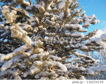 Pine forest in winter during the day in severe frost, Karelia. Snow on the coniferous branches. Frosty sunny weather anticyclone. Scots pine Pinus sylvestris is a plant pine Pinus of Pine Pinaceae 110254239