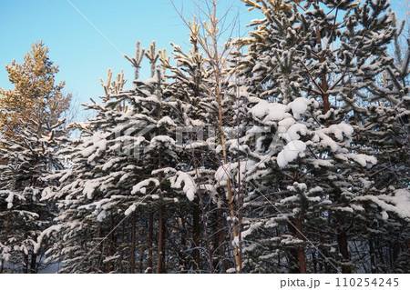 Pine forest in winter during the day in severe frost, Karelia. Snow on the coniferous branches. Frosty sunny weather anticyclone. Scots pine Pinus sylvestris is a plant pine Pinus of Pine Pinaceae Pine forest in winter during the day in severe frost, Karelia. Snow on the coniferous branches. Frosty sunny weather anticyclone. Scots pine Pinus sylvestris is a plant pine Pinus of Pine Pinaceae 110254245