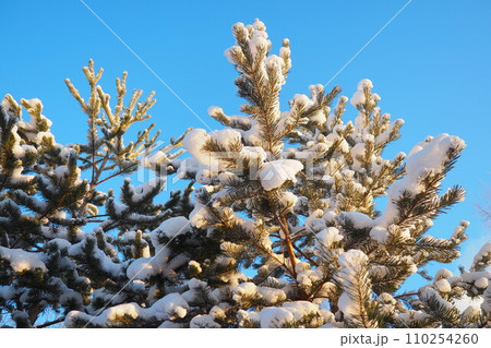 Pine forest in winter during the day in severe frost, Karelia. Snow on the coniferous branches. Frosty sunny weather anticyclone. Scots pine Pinus sylvestris is a plant pine Pinus of Pine Pinaceae 110254260