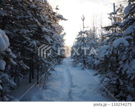 Pine forest in winter during the day in severe frost, Karelia. Snow on the coniferous branches. Frosty sunny weather anticyclone. Scots pine Pinus sylvestris is a plant pine Pinus of Pine Pinaceae 110254275