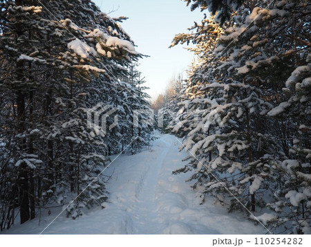 Pine forest in winter during the day in severe frost, Karelia. Snow on the coniferous branches. Frosty sunny weather anticyclone. Scots pine Pinus sylvestris is a plant pine Pinus of Pine Pinaceae 110254282