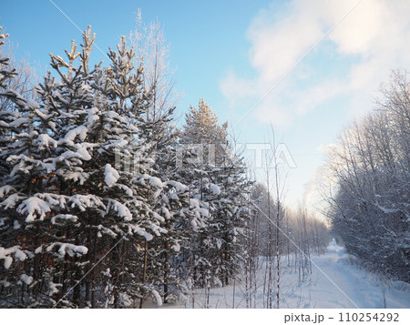 Pine forest in winter during the day in severe frost, Karelia. Snow on the coniferous branches. Frosty sunny weather anticyclone. Scots pine Pinus sylvestris is a plant pine Pinus of Pine Pinaceae 110254292