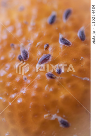 ヤノネカイガラムシ　みかん　害虫　柑橘　農業　ビジネス　 110254484