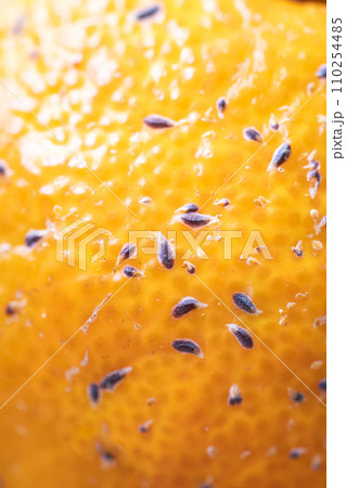 ヤノネカイガラムシ みかん 害虫 柑橘 農業 ビジネス ヤノネカイガラムシ みかん 害虫 柑橘 農業 ビジネス 110254485