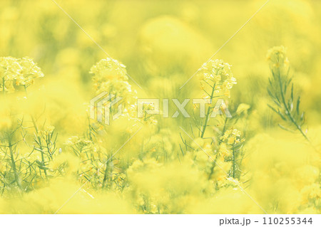 春のイメージ｜菜の花 110255344