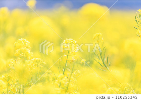 春｜菜の花 110255345