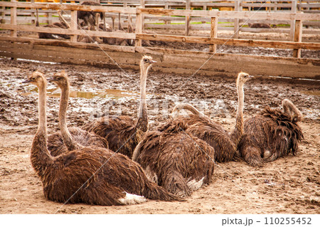 African ostrich walk in the paddock. Common Ostrich is the largest living bird on the planet.. 110255452