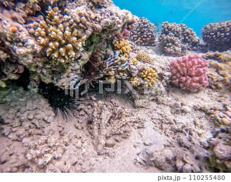 Close up view of Devil firefish or common lionfish (Pterois miles) at coral reef.. 110255480