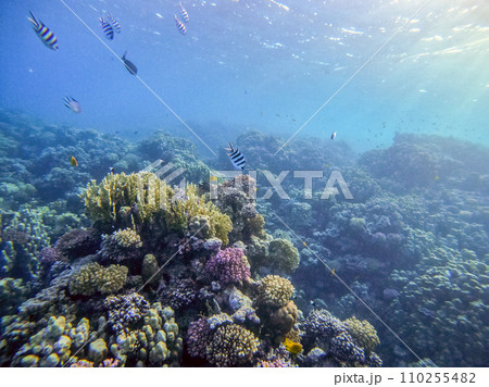 Underwater life of reef with corals and tropical fish. Coral Reef at the Red Sea, Egypt. 110255482