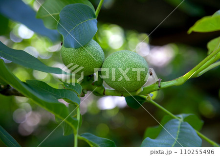 Green walnuts growing on a tree branch.. 110255496
