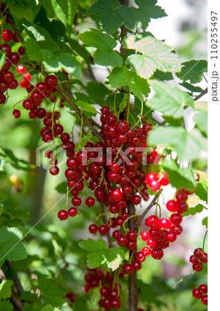 Branch of ripe red currant on currant bush in a garden. 110255497
