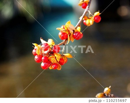 赤い実をつけたツルウメモドキ（蔓梅擬）の枝先 110255697