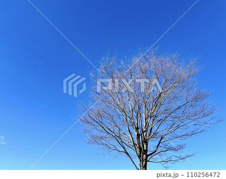 冬空と冬の木 110256472