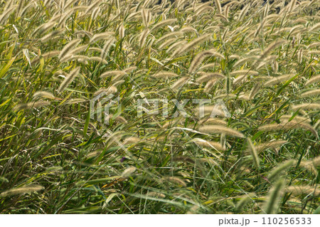 エノコログサ 110256533