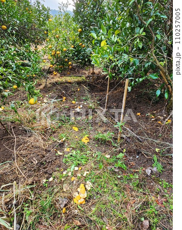 ハクビシン、イノシシ被害、柑橘 110257005