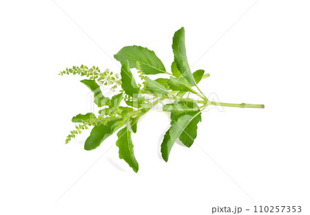 Holy Basil,Ocimum sanctum isolate on white background Holy Basil,Ocimum sanctum isolate on white background 110257353