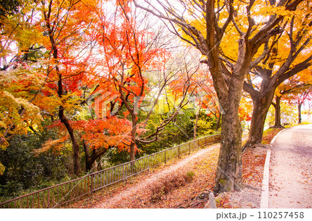 【京都風景】山科疎水　晩秋の紅葉が彩る水路沿いの散歩道 110257458