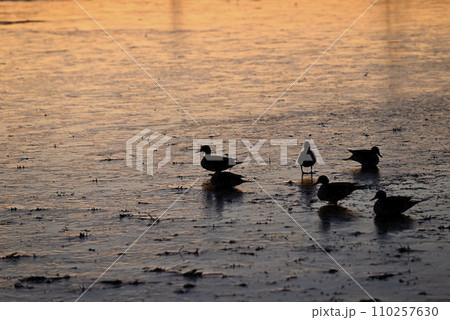 野鳥の飛来、宇都宮、栃木県 野鳥の飛来、宇都宮、栃木県 110257630