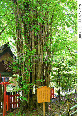 京都　貴船神社の御神木　桂の木（京都府京都市） 110257979
