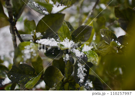 パラパラと降り積むアラレ混じりの雪の粒とクチナシの葉 パラパラと降り積むアラレ混じりの雪の粒とクチナシの葉 110257997