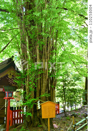 京都　貴船神社の御神木　桂の木（京都府京都市） 110258004