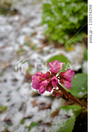 透き通る氷を含んだヒマラヤユキノシタの花（縦） 110258266