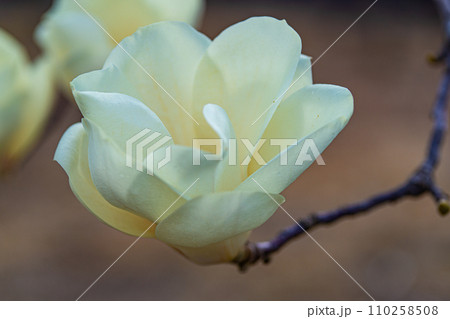 大山展望台の公園に咲くハクモクレン　岡山県美作市 110258508