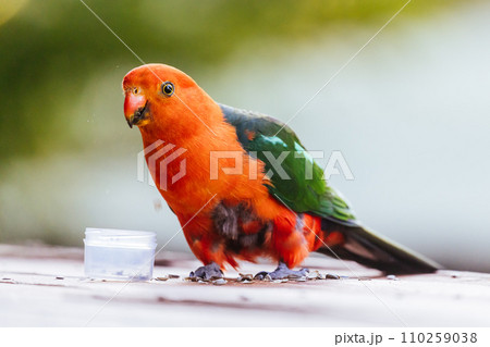 Australian King Parrot in Victoria Australia Australian King Parrot in Victoria Australia 110259038