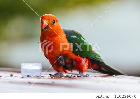 Australian King Parrot in Victoria Australia 110259040