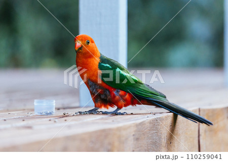 Australian King Parrot in Victoria Australia 110259041
