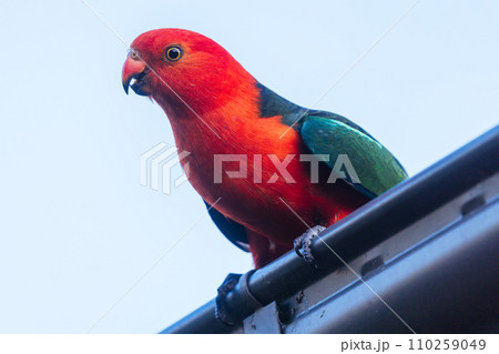 Australian King Parrot in Victoria Australia Australian King Parrot in Victoria Australia 110259049