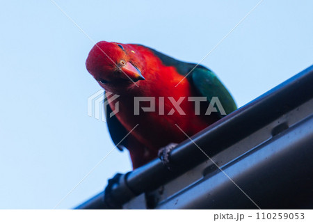 Australian King Parrot in Victoria Australia 110259053