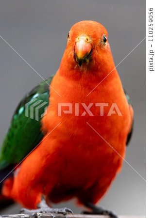 Australian King Parrot in Victoria Australia 110259056