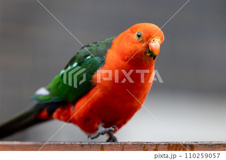 Australian King Parrot in Victoria Australia 110259057